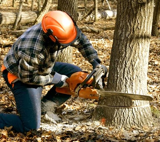 Tree Removal in Halsey, NE